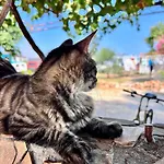 Camp&hostel أنطاليا