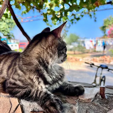 Camp&hostel Анталья